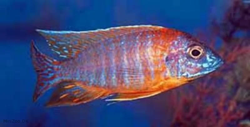 Rubin Påfugle Cichlide (Aulonocara Ruby Red)